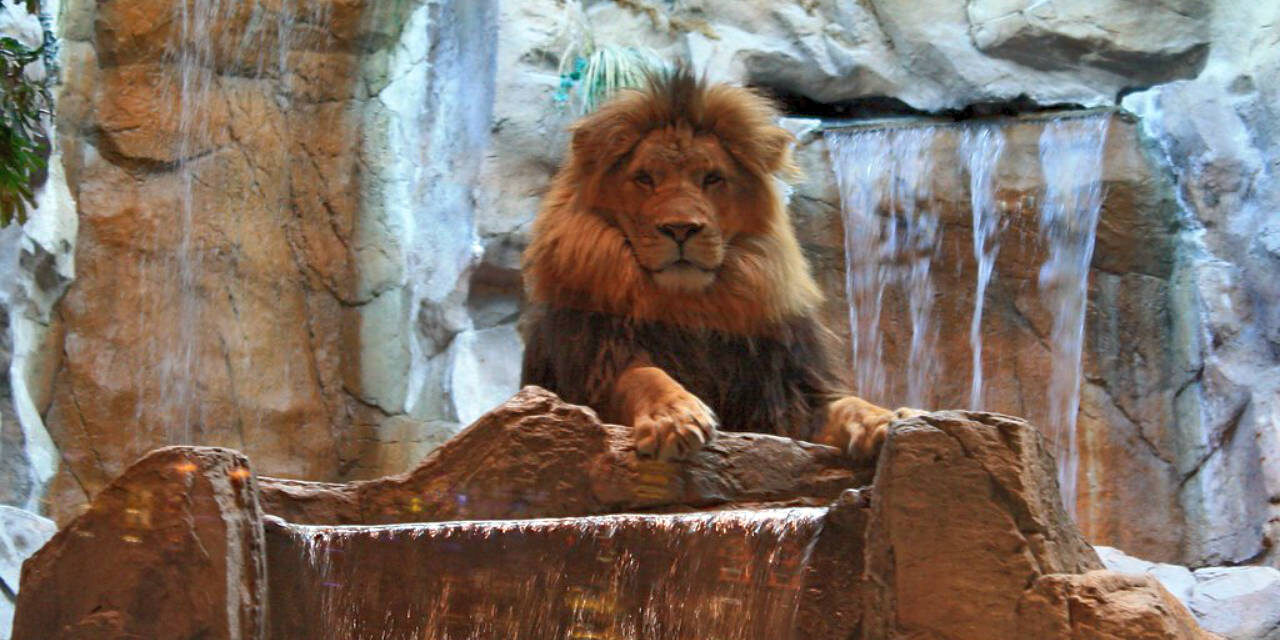 MGM Lion Exhibit at MGM Grand Defunct for a Decade Now
