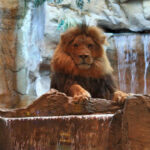 MGM Lion Exhibit at MGM Grand Defunct for a Decade Now