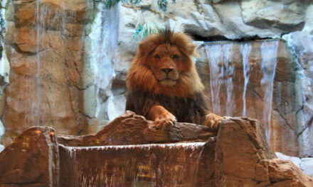 MGM Lion Exhibit at MGM Grand Defunct for a Decade Now