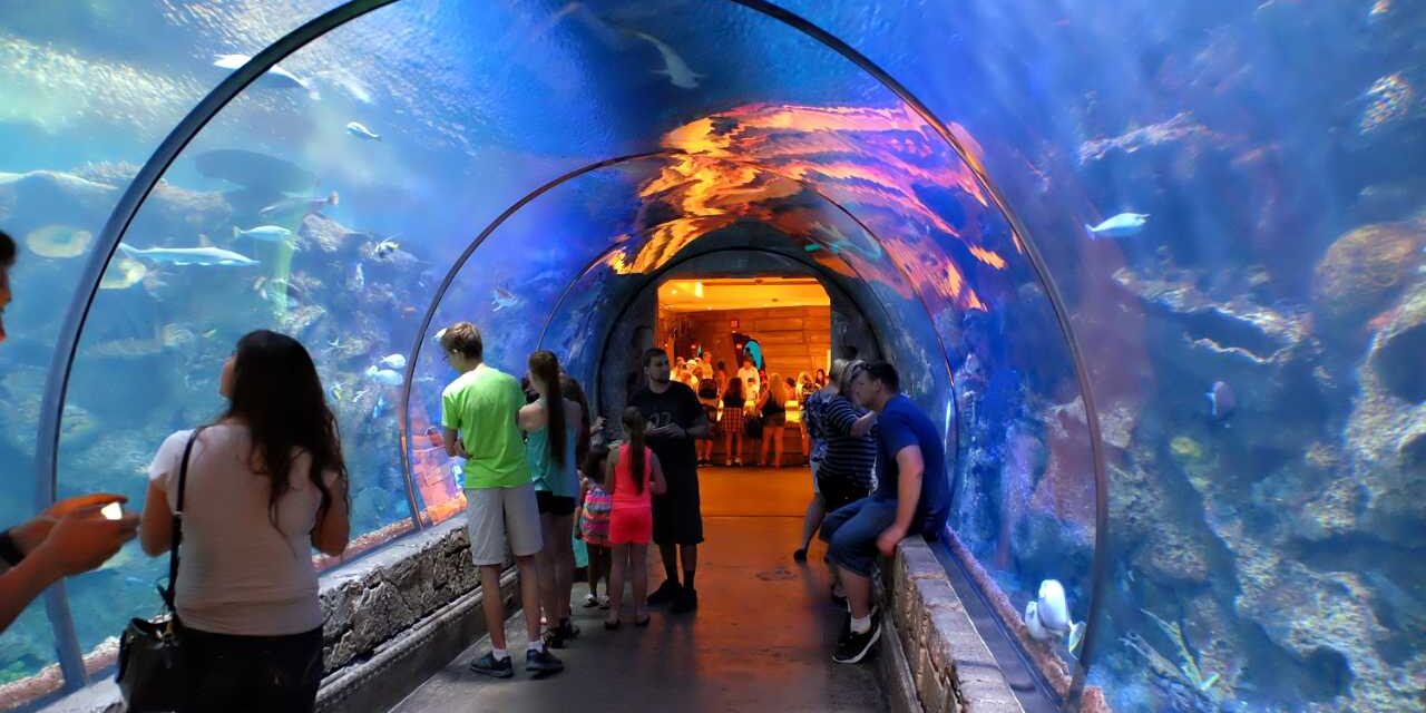 Explore the Wonders of the Sea at the Shark Reef Aquarium