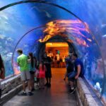 Explore the Wonders of the Sea at the Shark Reef Aquarium