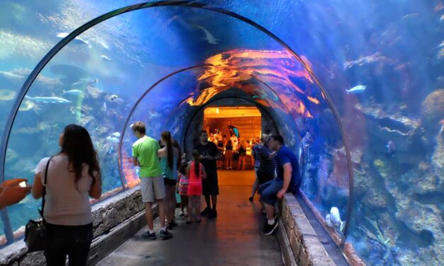 Explore the Wonders of the Sea at the Shark Reef Aquarium